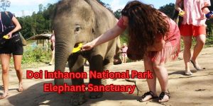 Doi Inthanon National Park Elephant Sanctuary