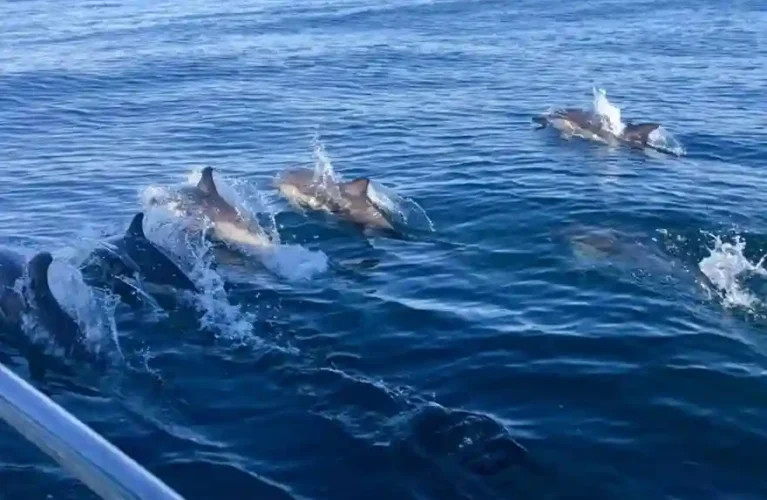 cinque terre dolphin tours