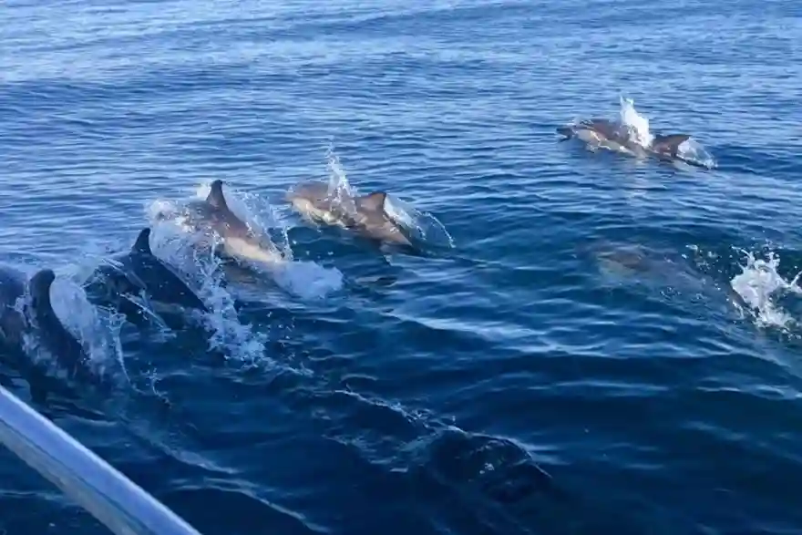 cinque terre dolphin tours