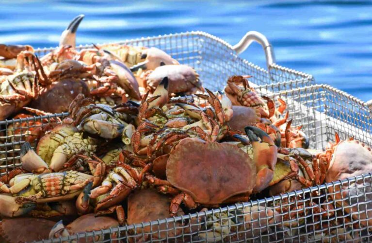 Crab Feed Mountain View