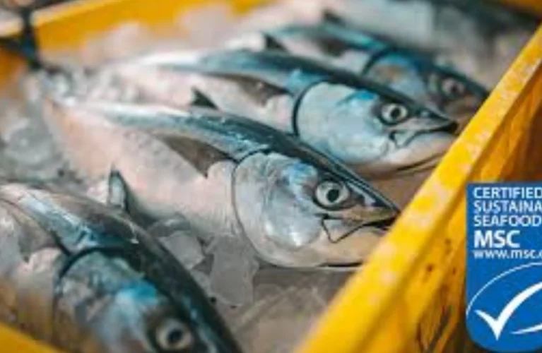 How It Compares United Fish Dubai With Local Suppliers