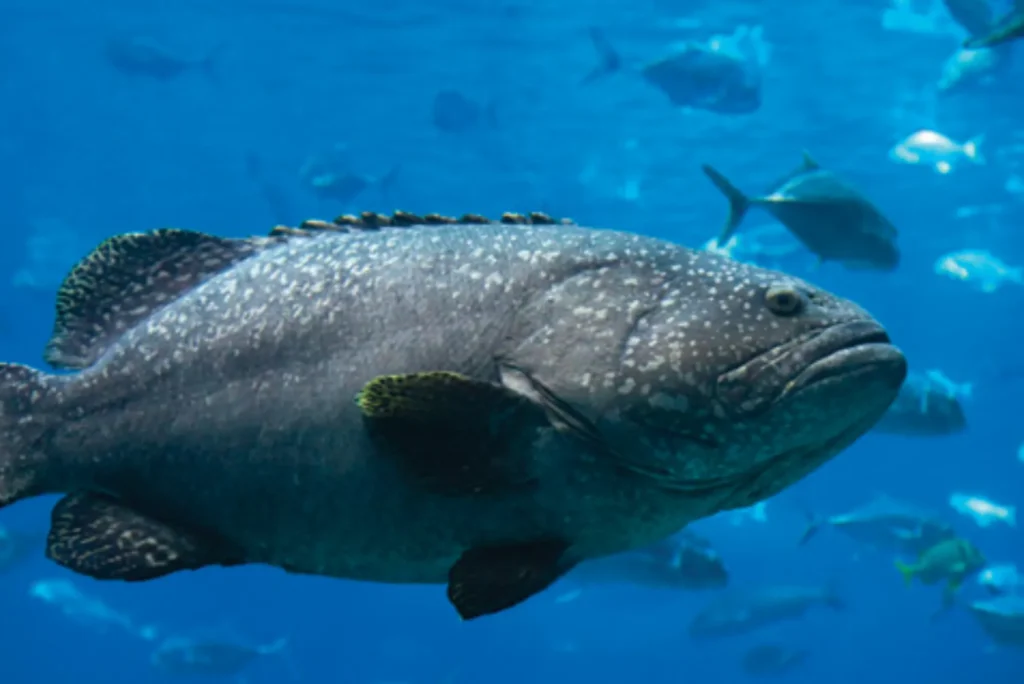 Easy hacks for hamour fish benefits UAE Episode