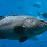 Easy hacks for hamour fish benefits UAE Episode